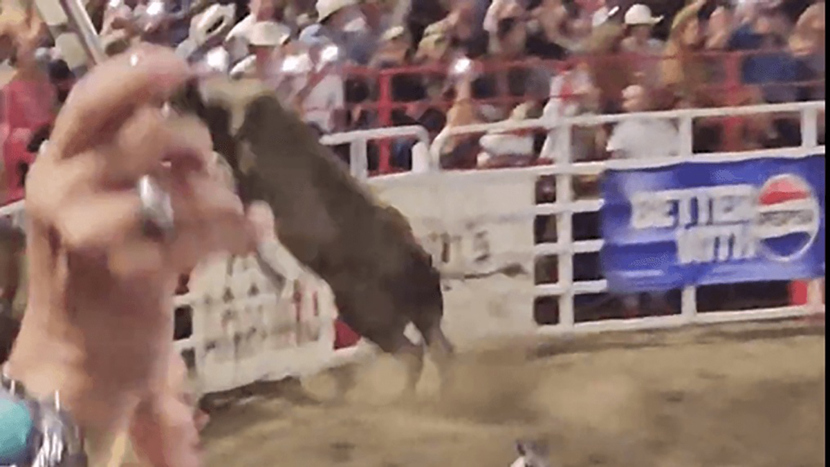 bull jumps fence bull jumps fence sisters rodeo