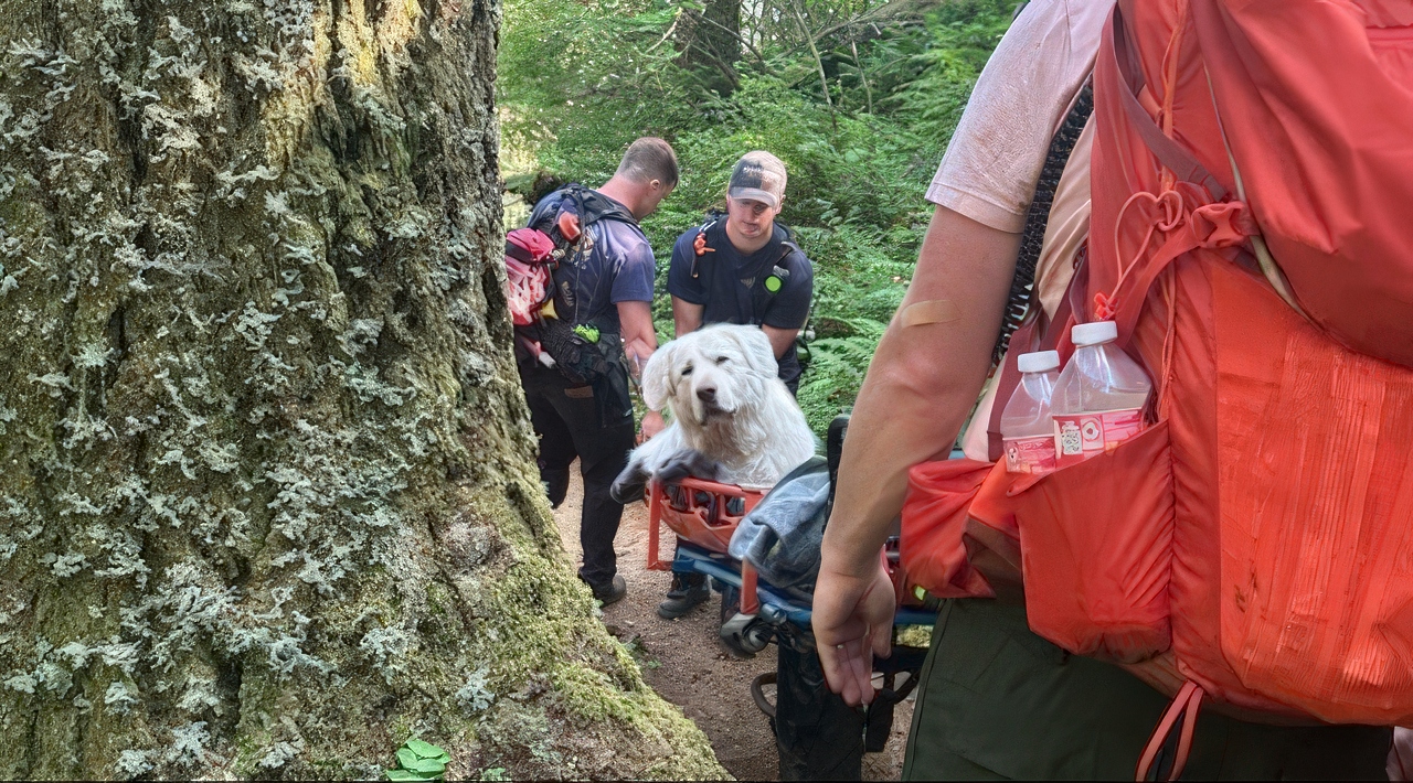 66966f3e01b7d.image great pyrenees injured on hike