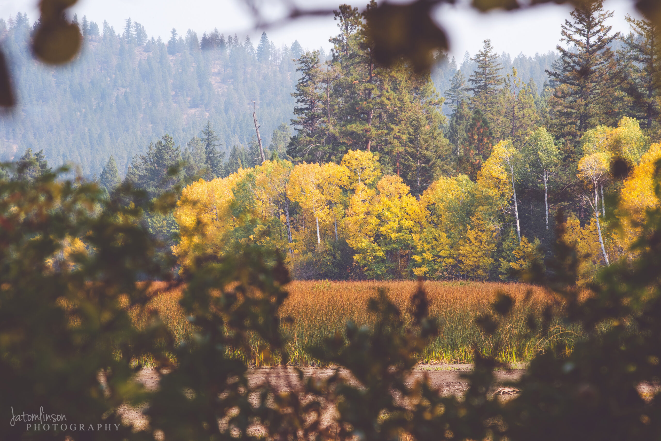 Photo by JATomlinson Photography. Quaking aspens across a field in Southern Oregon.
