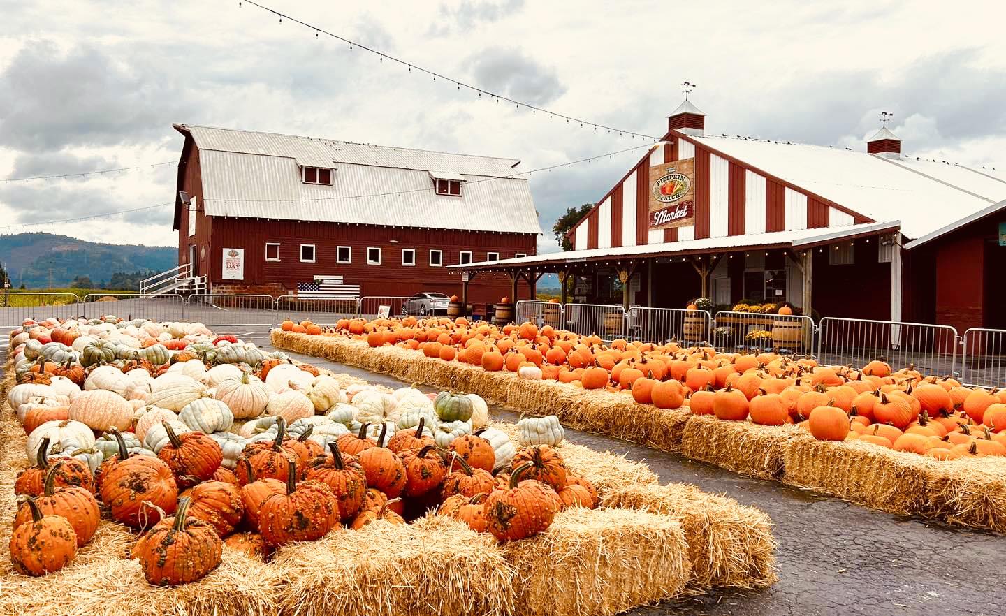 Photo via The Pumpkin Patch Suavie Island Facebook page. The Pumpkin Patch and big red barn sunset with hundreds of orange and green pumpkins lined up on bales of hay.