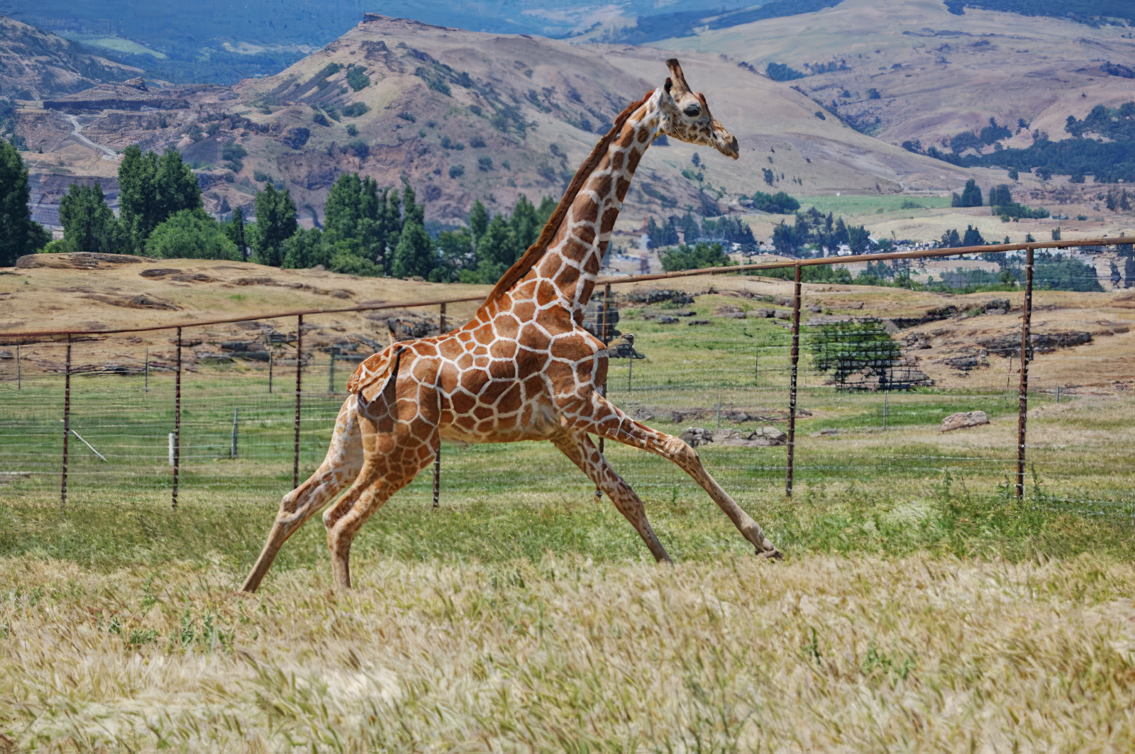 image-topaz-high fidelity v2-1600w schreiner farms, washington state, columbia river gorge, drive through zoo, family fun, wild animals, free roaming, PNW, things to do, giraffe, zebra, deer, kangaroo, ostrich, working ranch