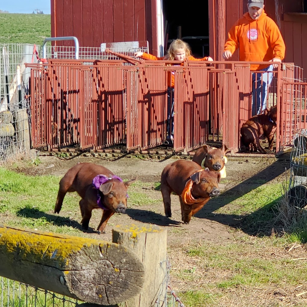 pig races