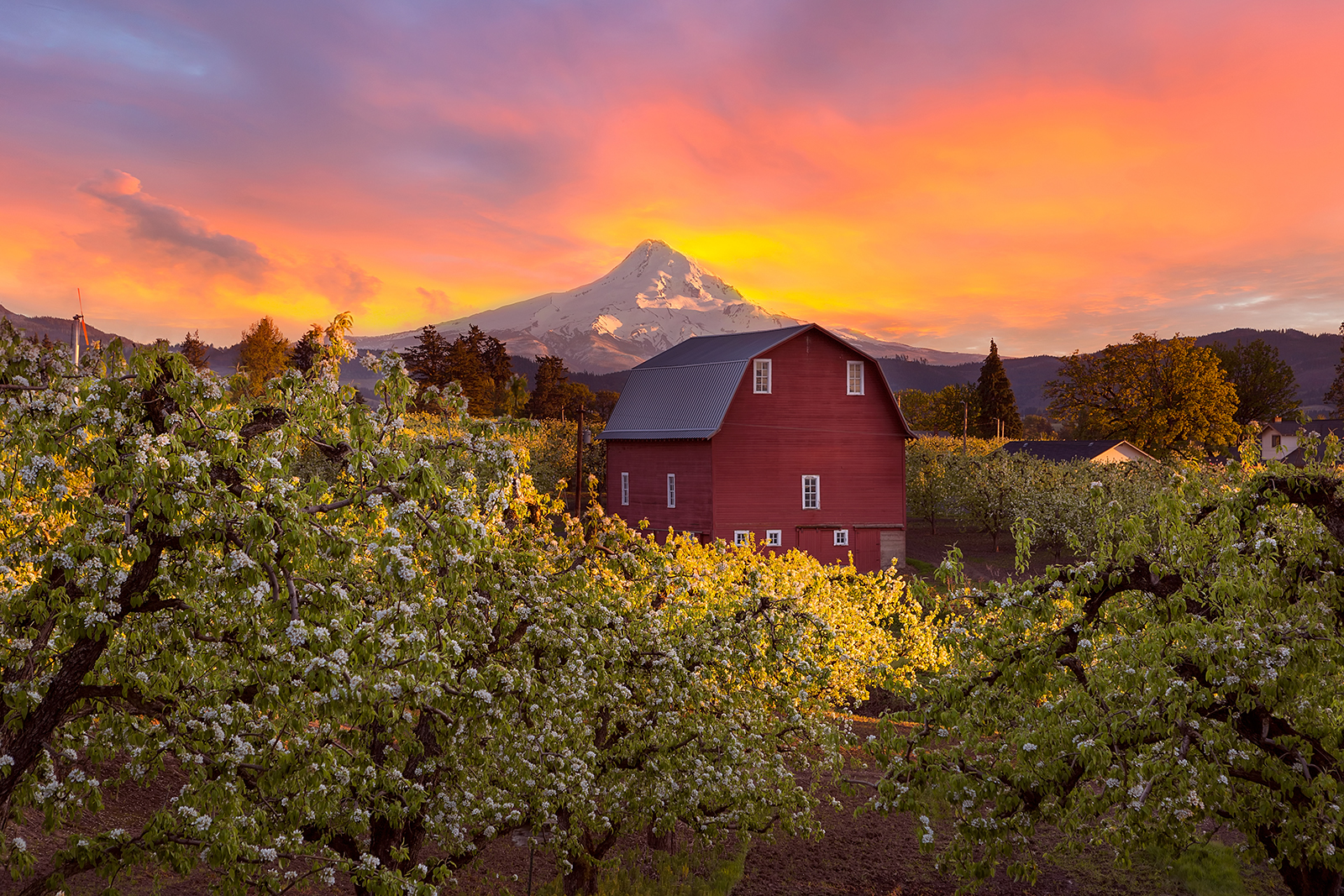 Sunset,Over,Mount,Hood,And,Red,Barn,In,Pear,Orchard