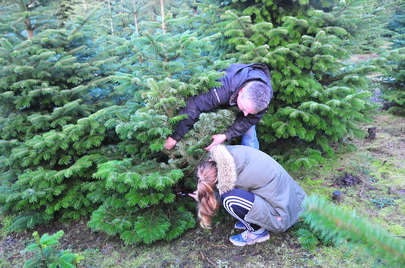 A man and a woman cut down a Christmas tree. Photo by julochka via Flickr CC2. A man and a woman cut down a Christmas tree.