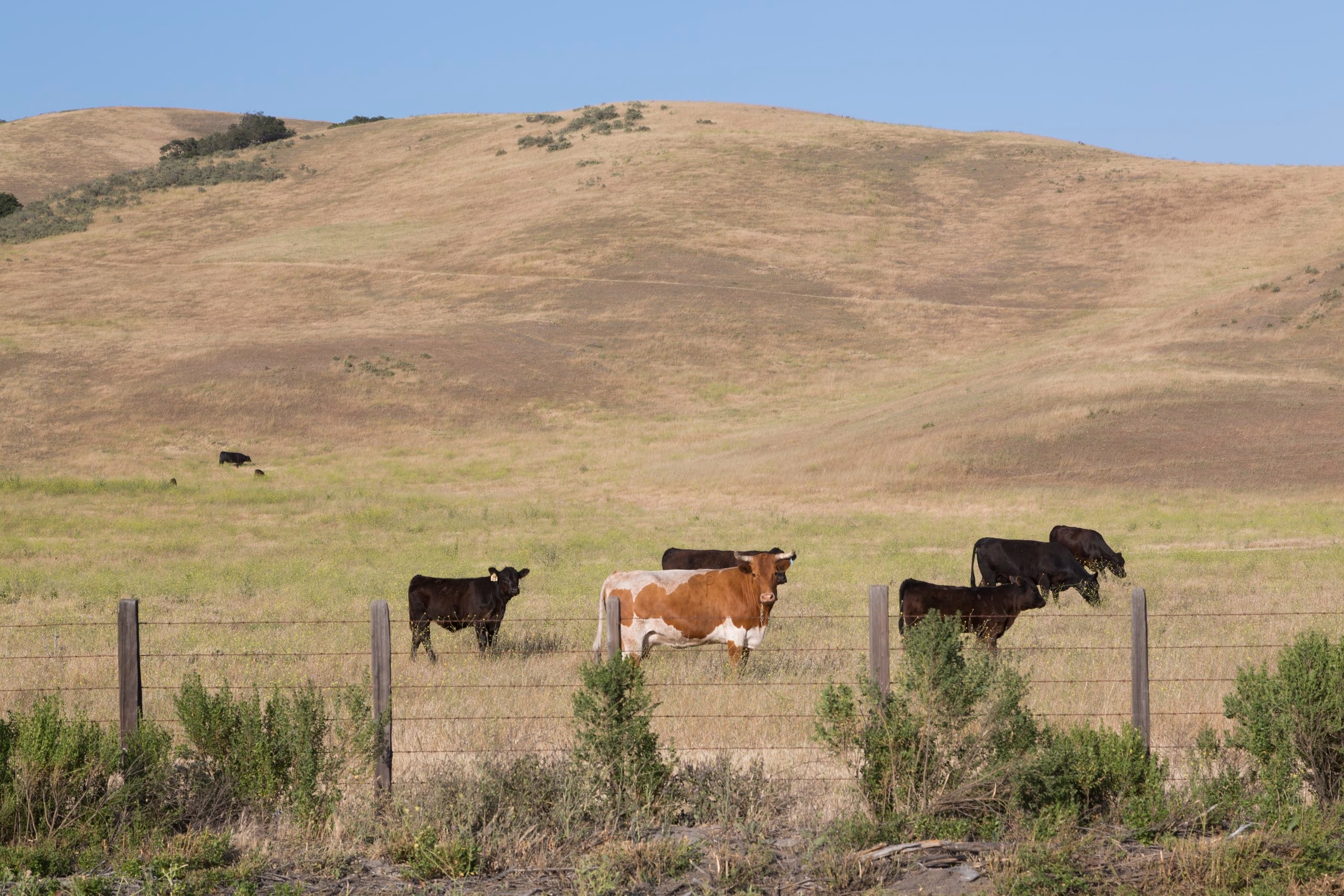 cattle