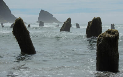 In 1700AD, A Massive Earthquake Rocked The PNW And The Fascinating Evidence Is All Around Us