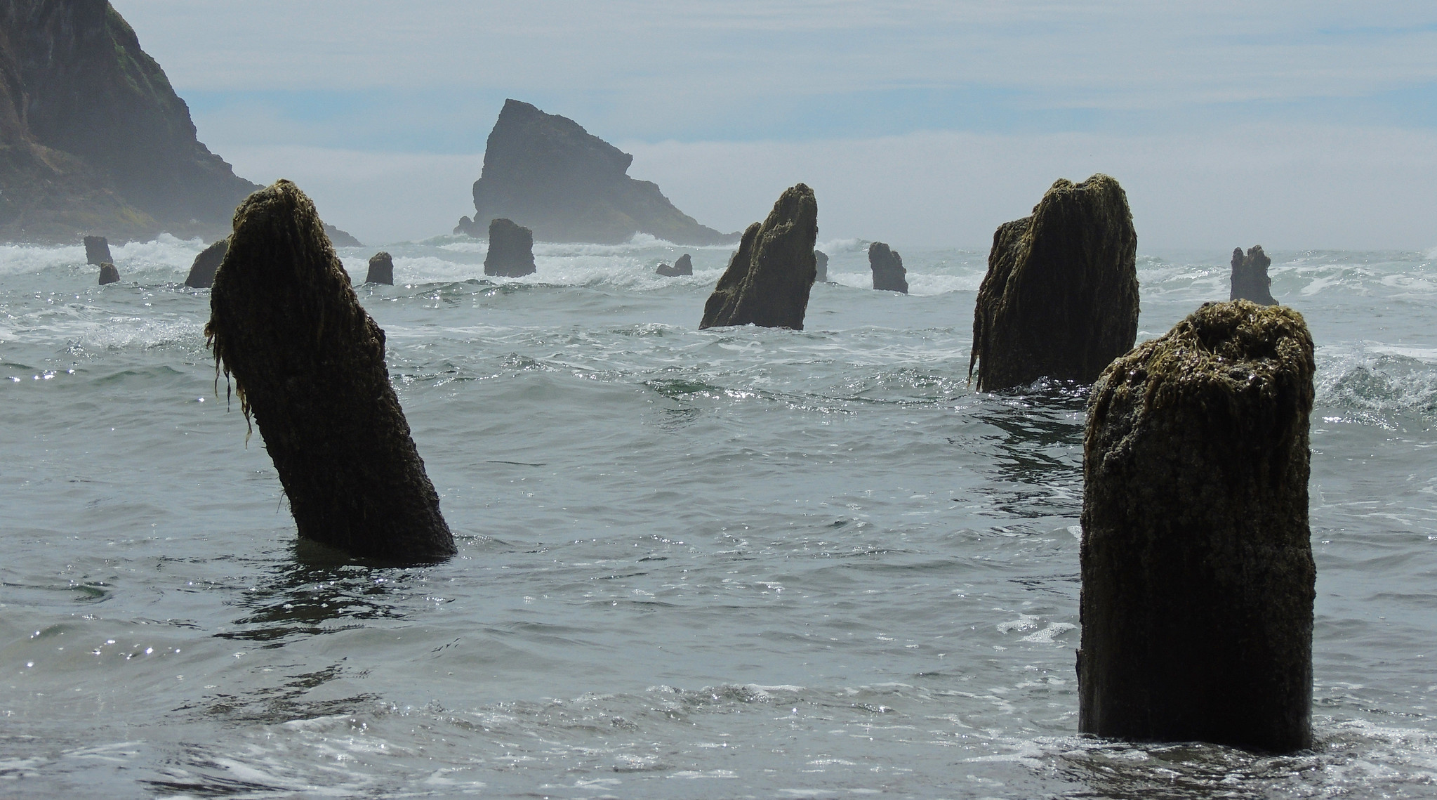7411900498_6e7959d725_k Cascadia Earthquake, 1700, Evidence, Geologic Features, Ghost Forests, Subduction Zone, Japanese Tsunami, Native American Legends, Oral Tradition, Thunderbird and Whale, Oregon, Pacific Northwest, PNW Quake, Oregon History, Washington History
