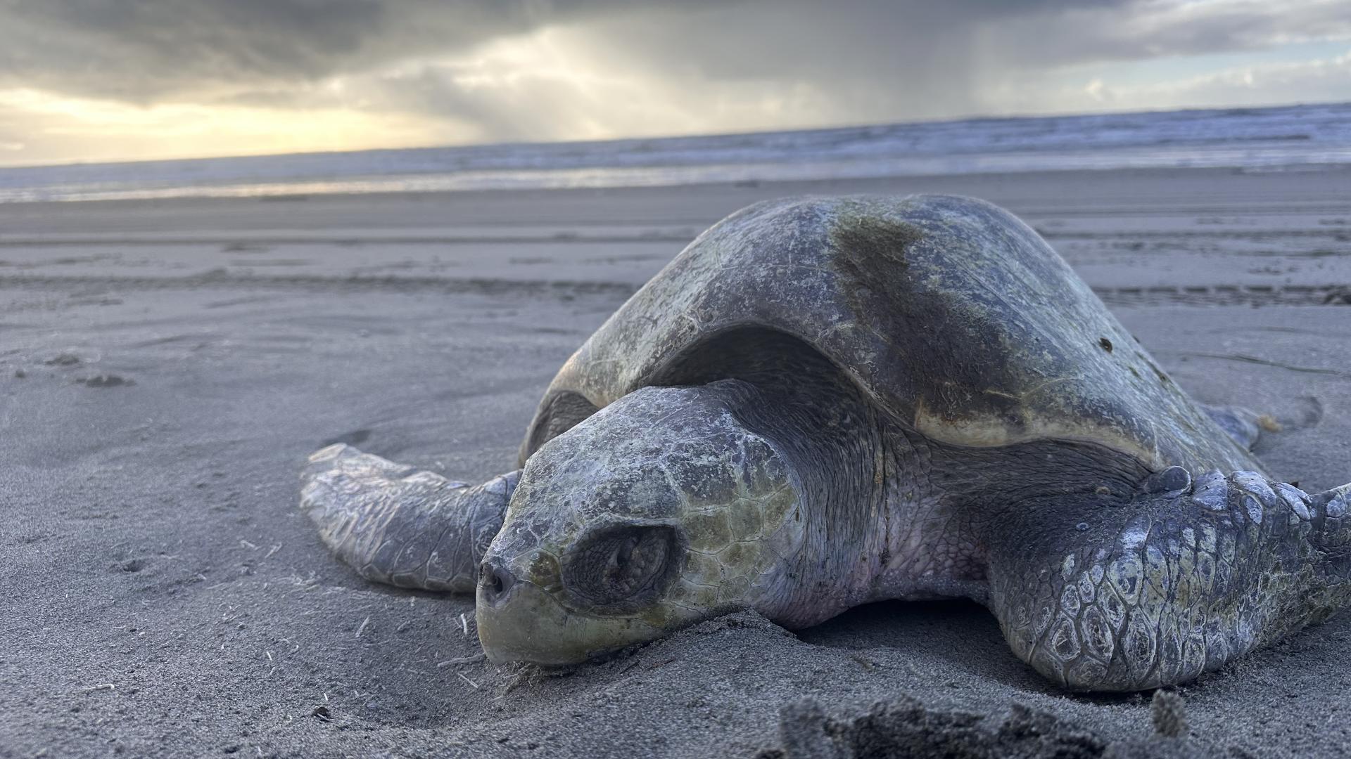 a4cc365e-147f-4c65-8f1a-13466c2cd887_1920x1080 dead sea turtle Oregon Coast