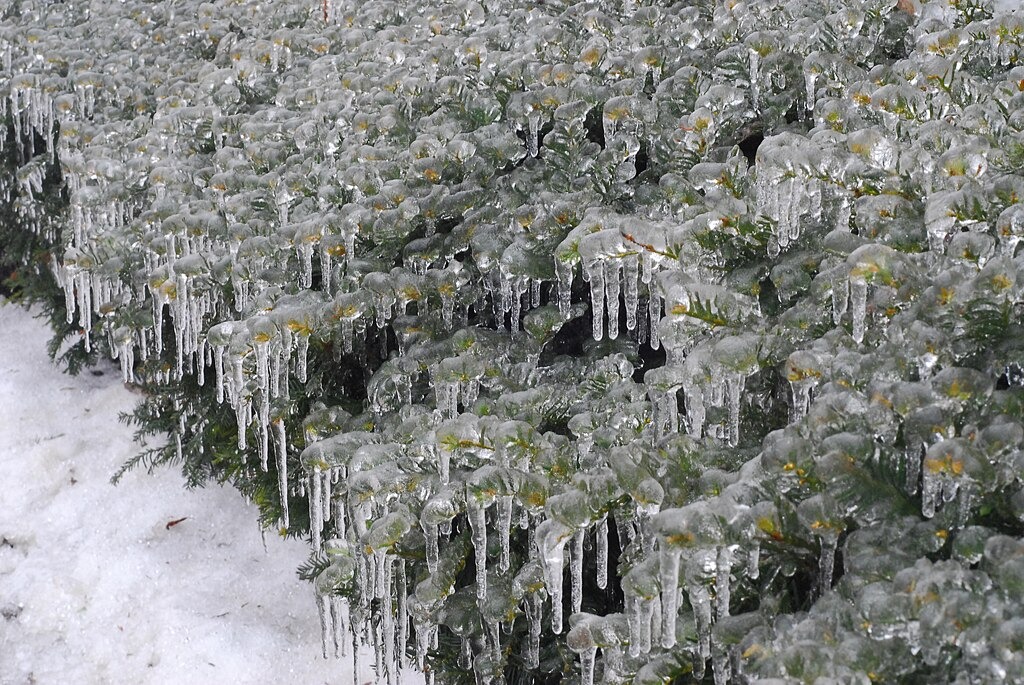 1024px-Freezing_Rain_11537646776 freezing rain