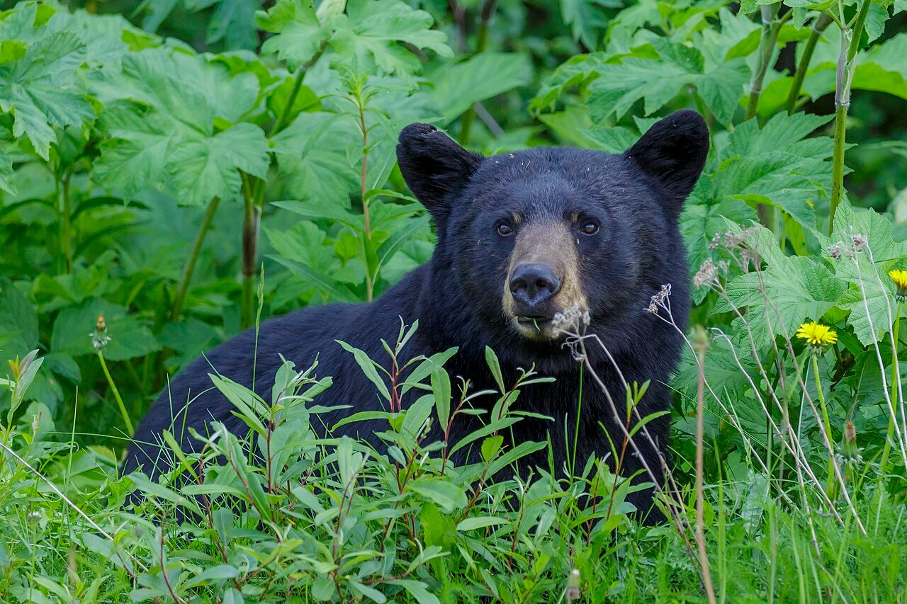 1280px-American_black_bear_Ursus bear crater lake
