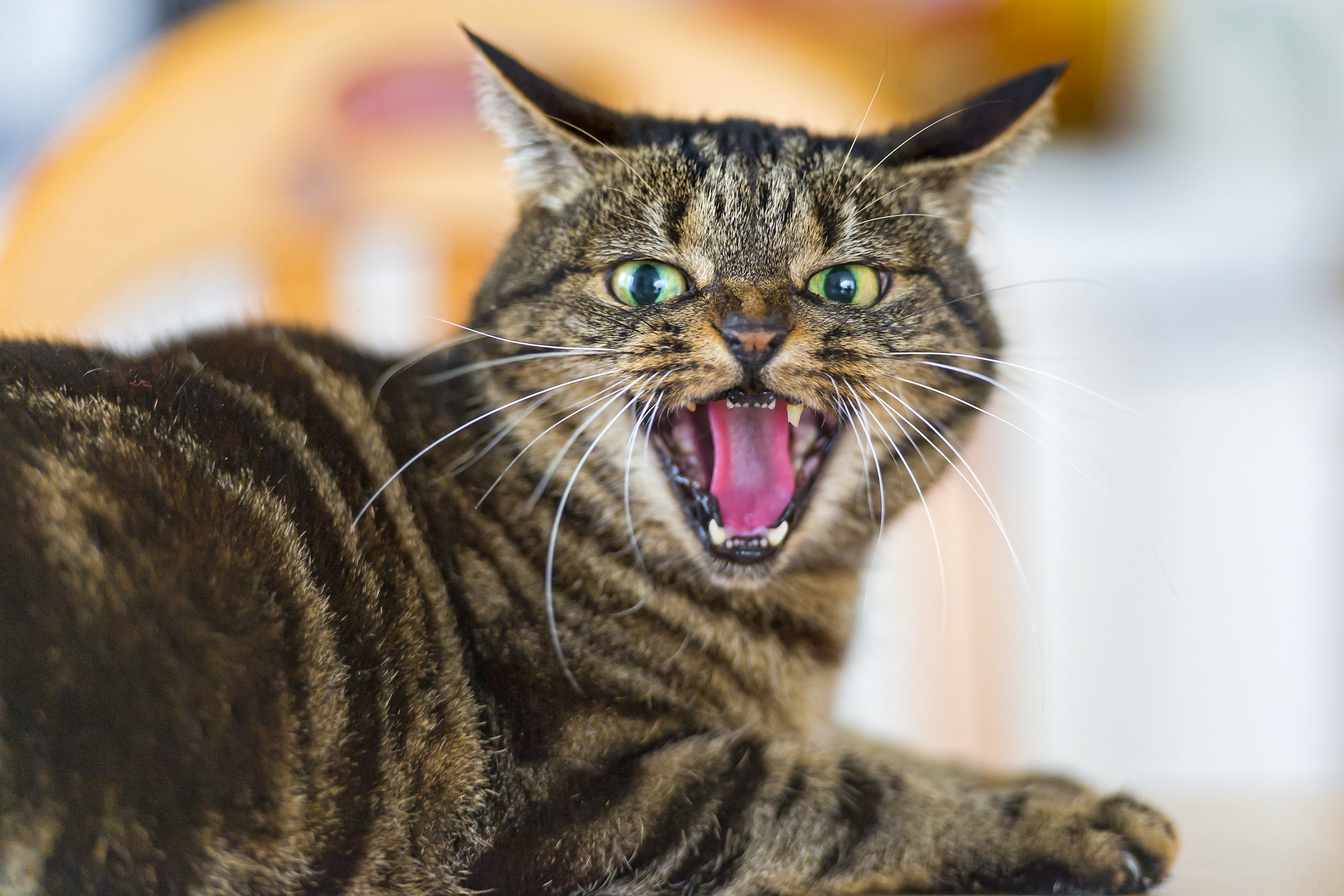 Picture by Tambako the Jaguar angry cat