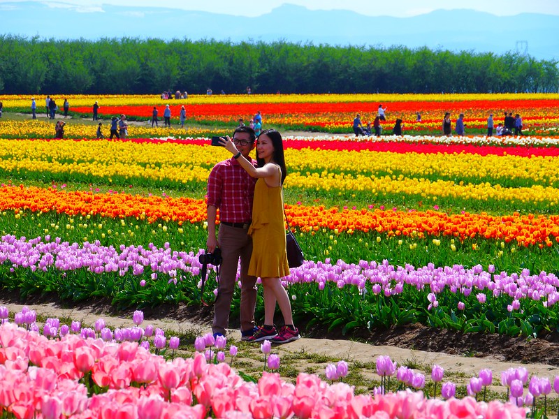 A couple takes a selfie in a field with rows and rows of vibrantly colored tulips. The Wooden Shoe Tulip Festival is a great place to take pictures. Photo by Rick Obst via Flickr CC2. A couple takes a selfie in a field with rows and rows of vibrantly colored tulips. The Wooden Shoe Tulip Festival is a great place to take pictures.