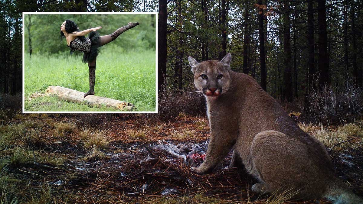 cougar_warning cougar warning oregon