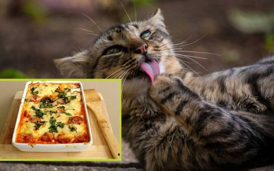 BREAKING: Cat Confirms It Did, In Fact, Lick the Lasagna