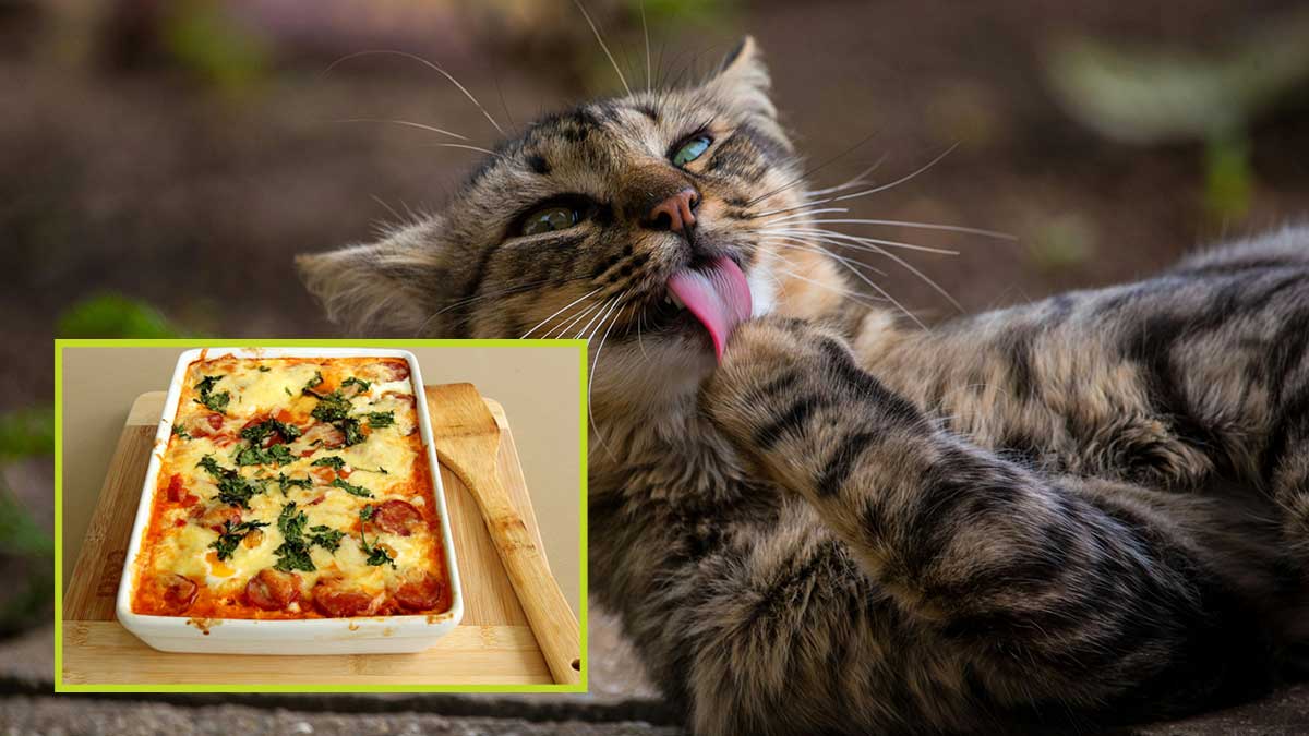 cat-lasagna cat loves lasagna