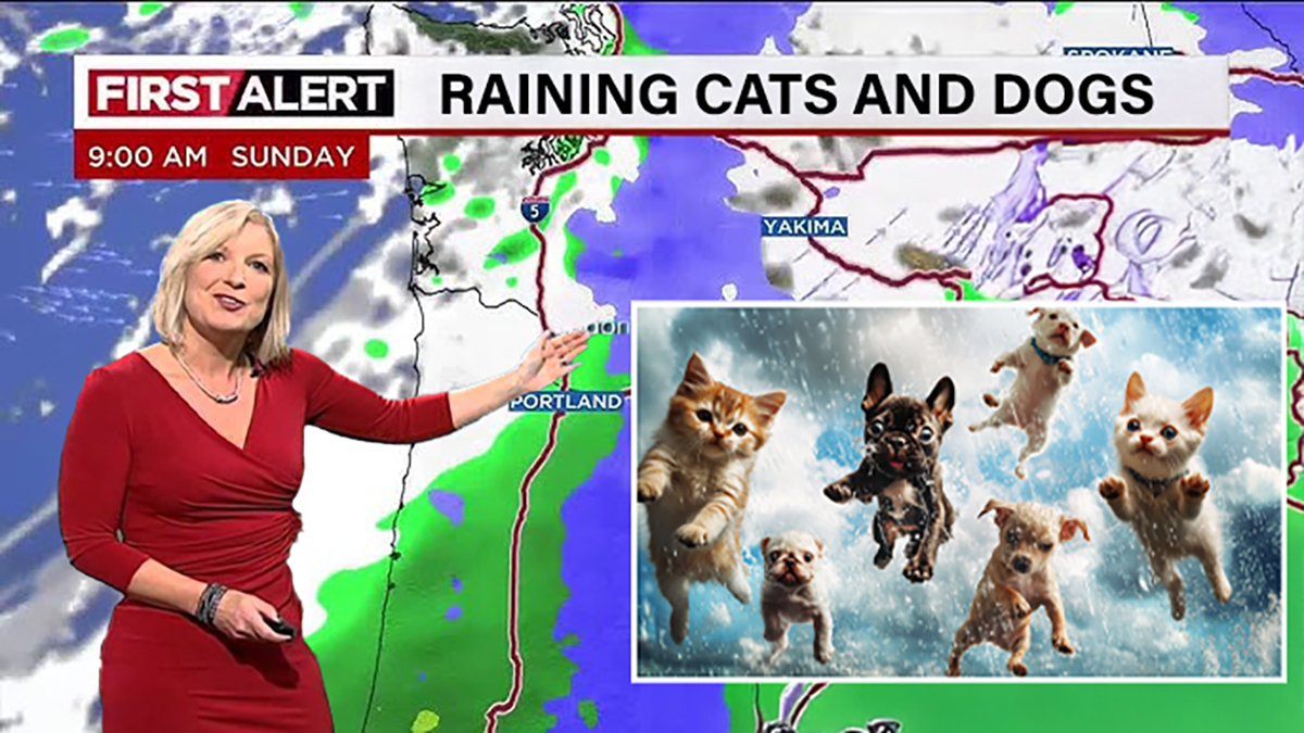 weather cats and dogs