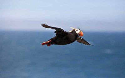 Cannon Beach Tuft Puffin Takes a Little Poo on Unsuspecting Tourist
