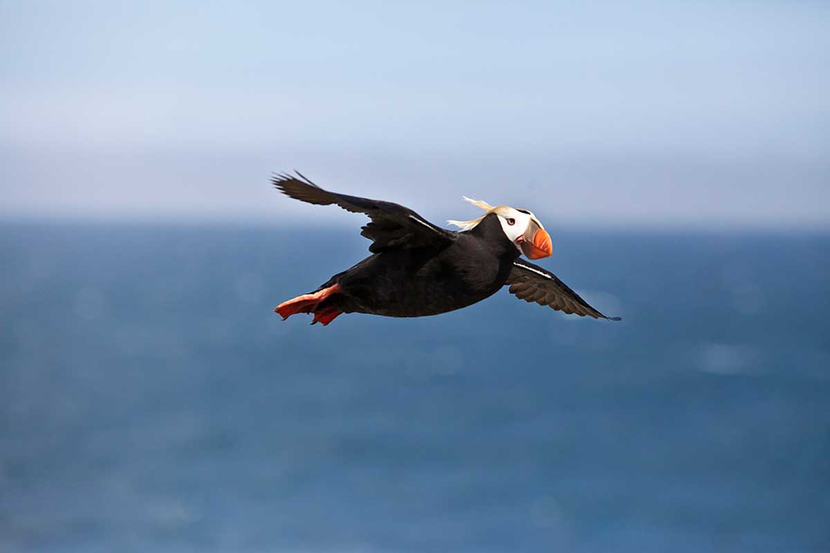 31754486176_c9f5332e34_b puffin