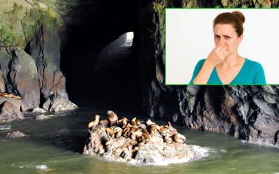 Report: Sea Lion Caves Are, In Fact, a Little Stinky Today
