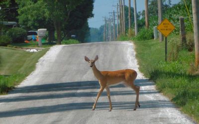 New Study Finds 100% of Deer Crossing Roads Really Could Give a Crap Less