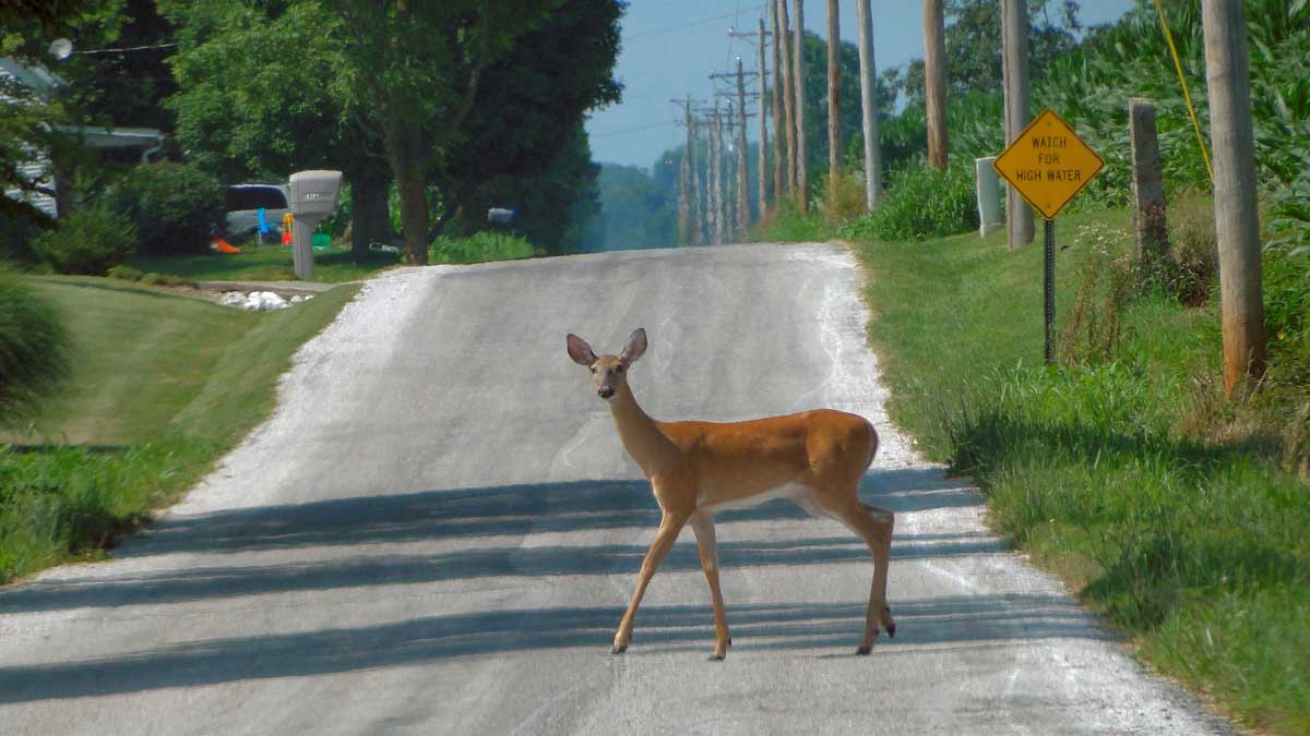 deer-in-road deer in road