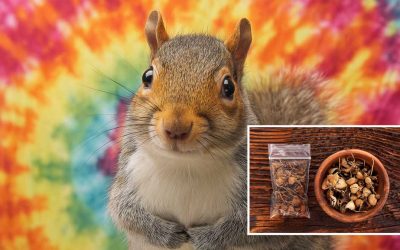 “Eugene Squirrels Are Straight-Up Trippin’ After Being Fed Psilocybin Mushrooms,” Officials Say