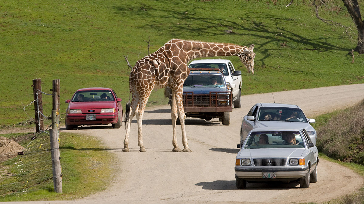 Wildlife-Safari-Listing-main Wildlife Safari in Oregon