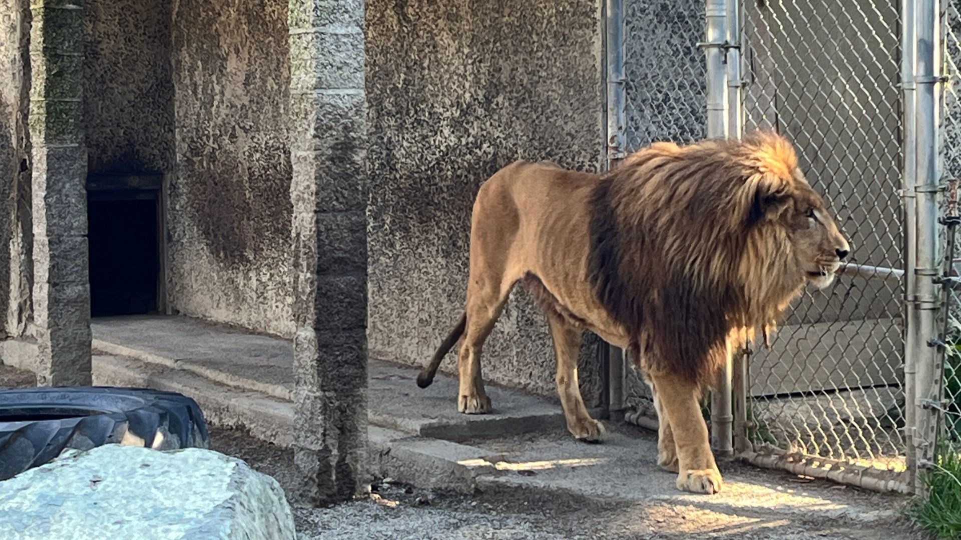 dcd4f9db-f0d4-4dfd-8d9e-19784144 starving lion
