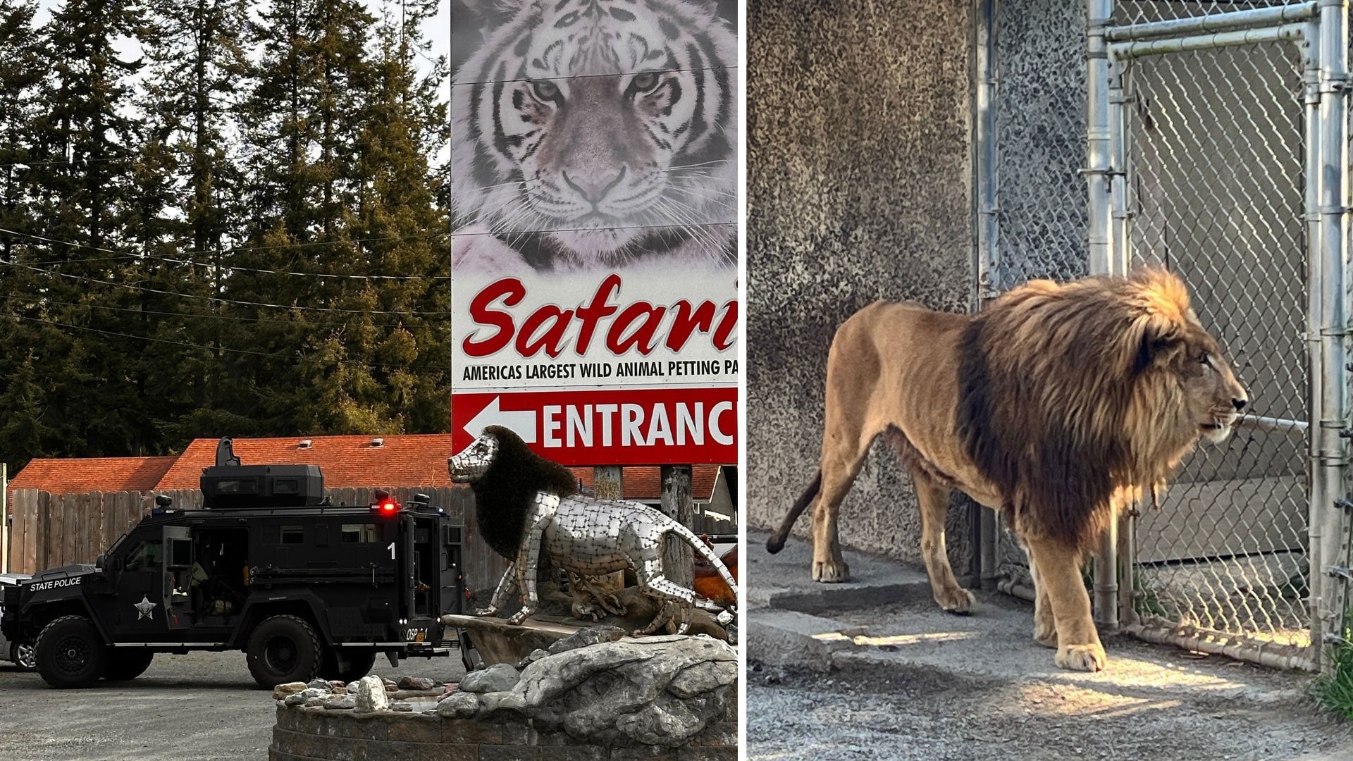 e815c90a-a268-42d4-8361-a0b9b9b9 A safari in Oregon is raided where 300 animals are rescued