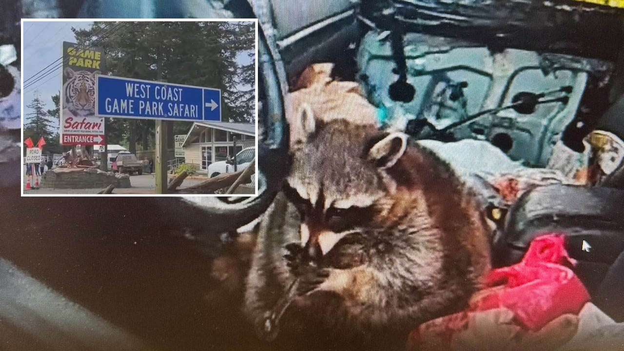 methy_raccoon raccoon smoking meth