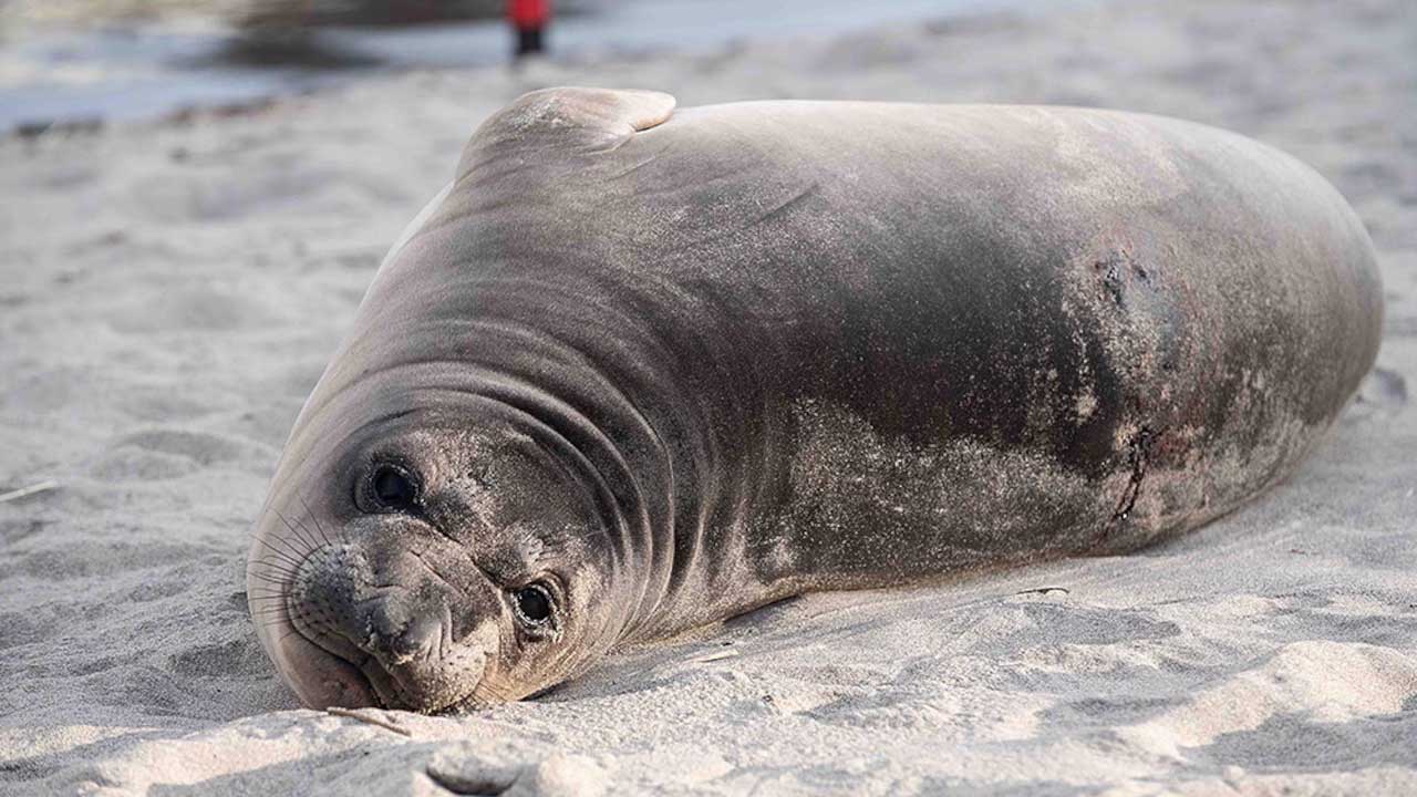 seal Seal pup