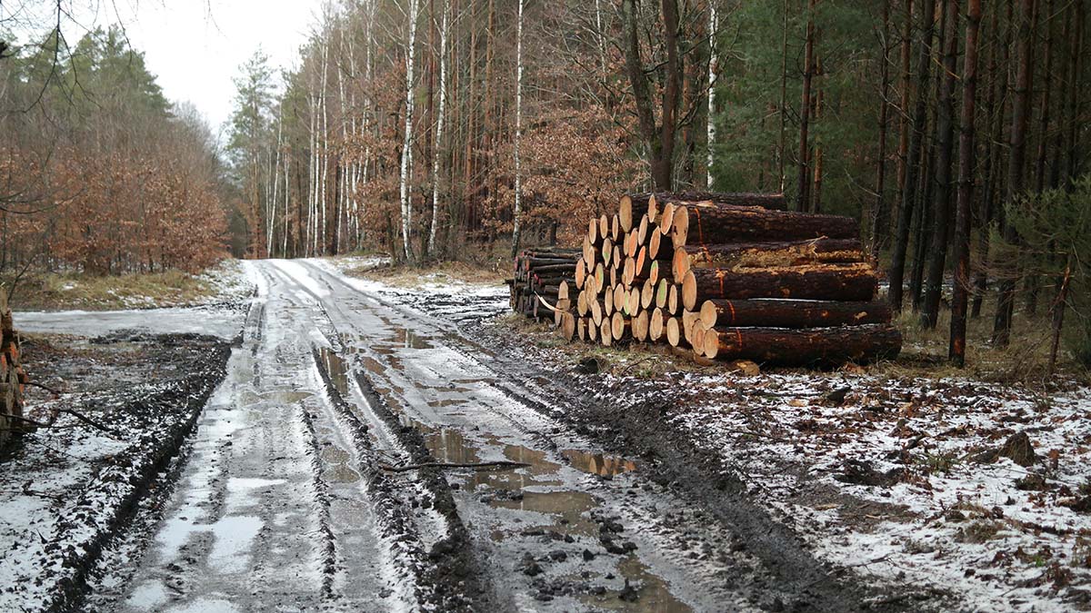 logging_road_oregon Logging road in Oregon