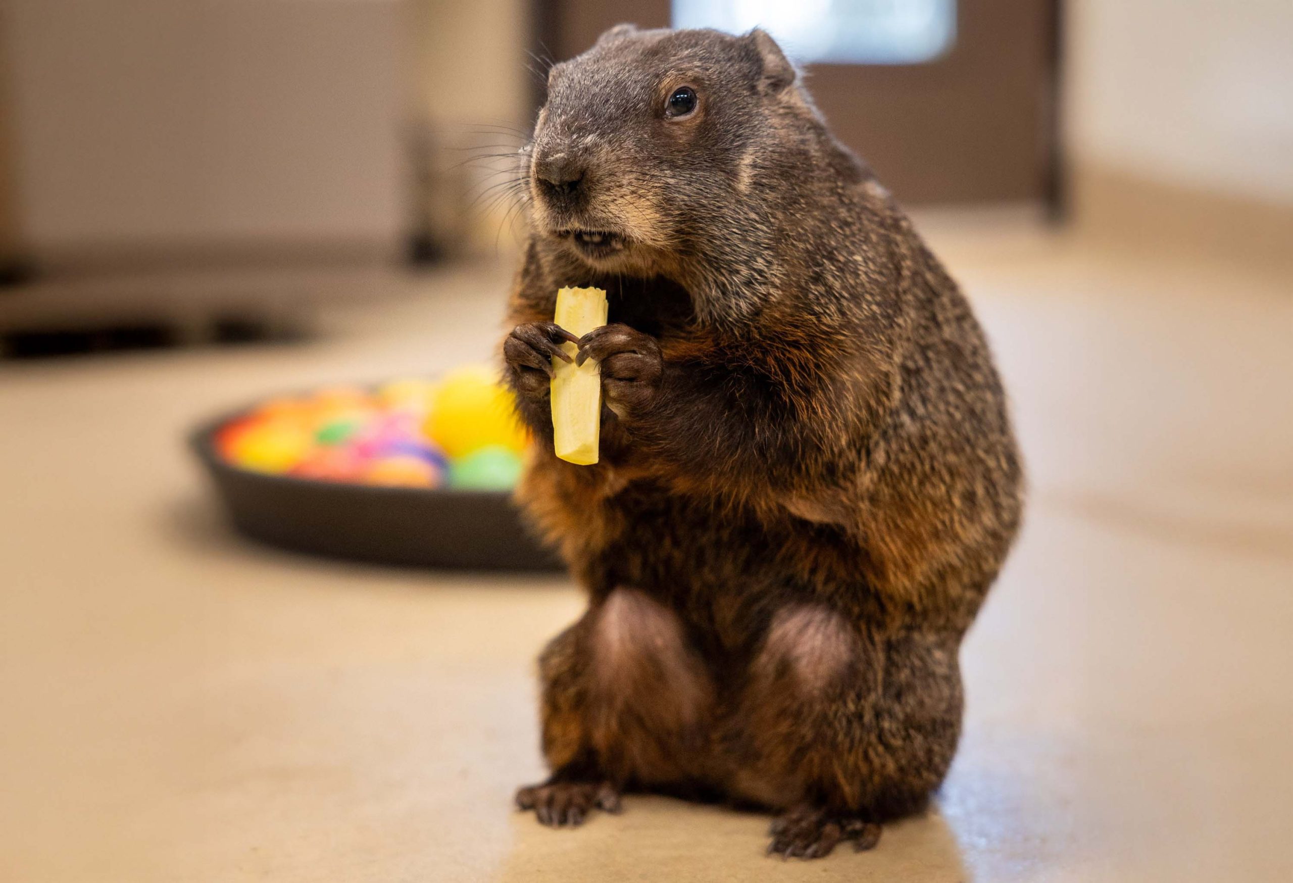 Maple the groundhog. Photo via the Fresno Chaffee Zoo Facebook page. Maple the groundhog.