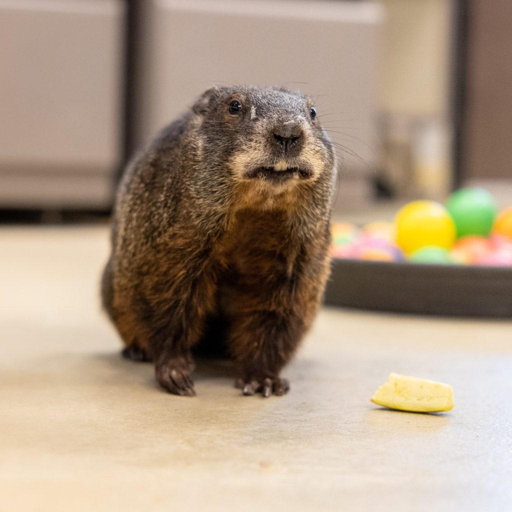 Maple the groundhog.