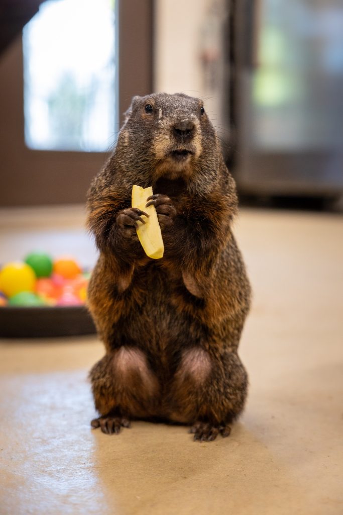 Maple the groundhog.