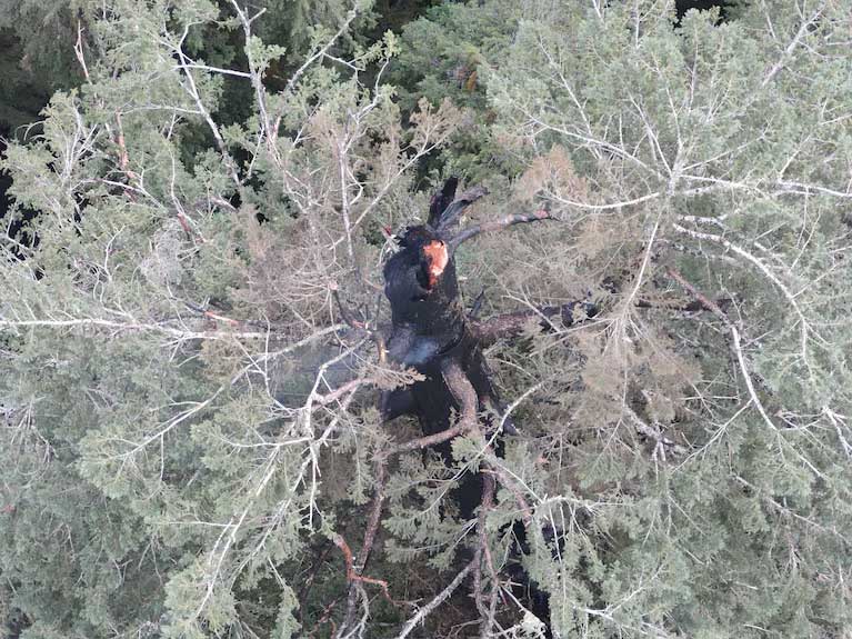 PF7FUIEEYVH2FFU64XATU42LLQ burning tree in Oregon