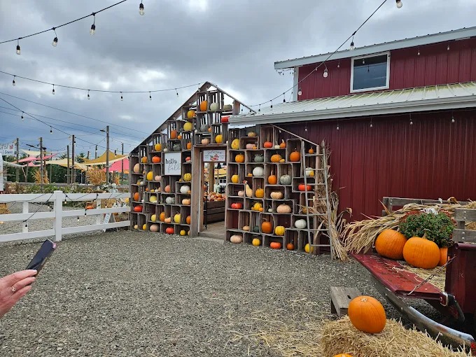 AC9h4nptvJcsoD2K2R-WWfk3ba8CmwxL yesteryears pumpkin patch