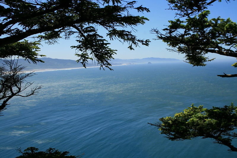 Views of the ocean with tree branches hanging over head on the Cape Lookout Trail.