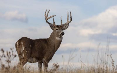 Radical Oregon Hunting and Fishing Ban Fails to Make the November Ballot