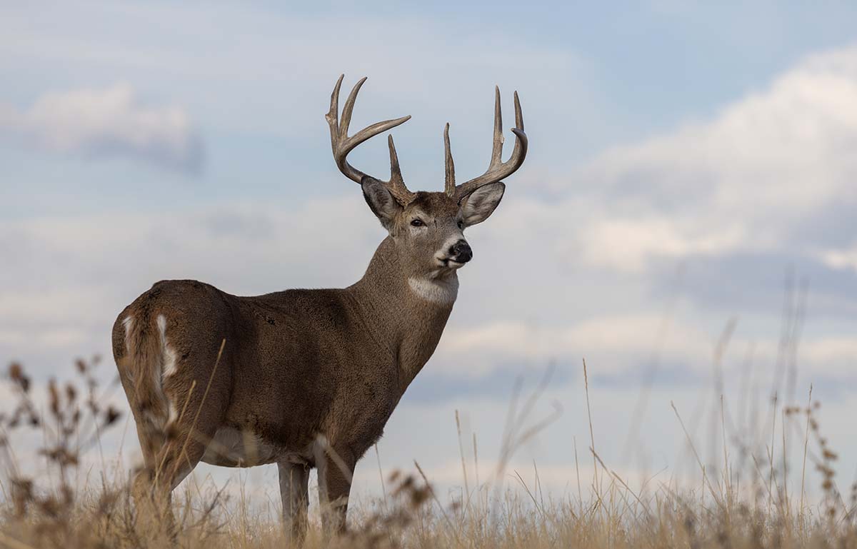 Whitetail,Deer,Buck,In,The,Fall,Rut,In,Colorado Whitetail deer