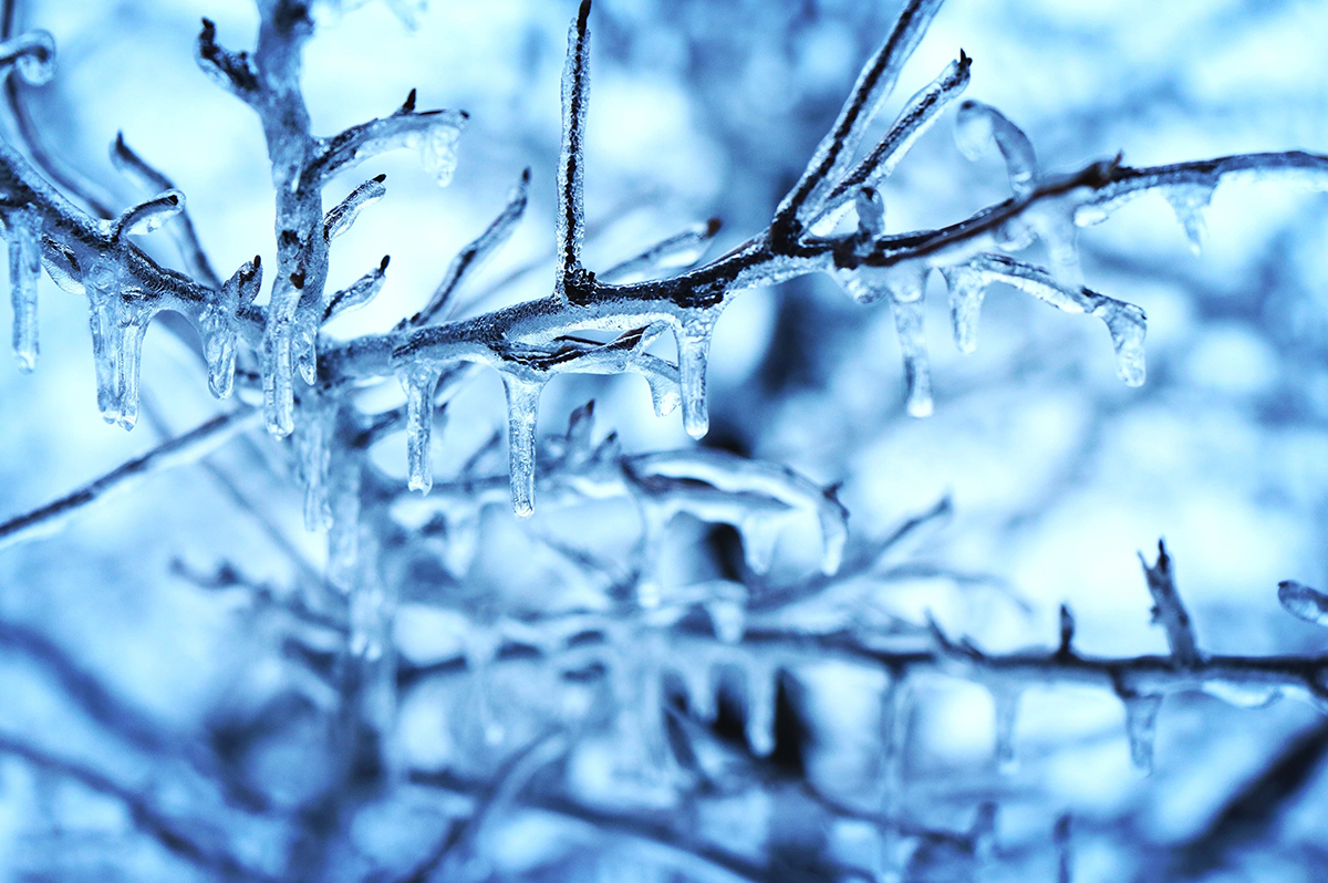 winter_branch winter branches