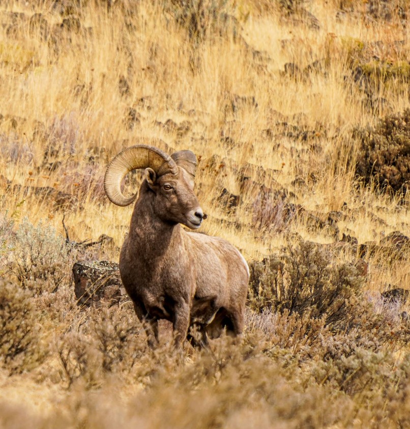 cottonwood canyon state park, central oregon, east of the cascades, wasco, john day river, places to go, adventures, things to do, dark sky sanctuary, biking, fishing, hiking, camping, wildlife, beautiful oregon, stargazing, best PNW vacations, bighorn sheep