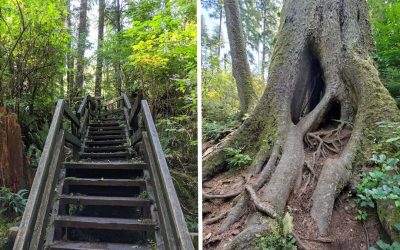 Cathedral Tree Trail: Distance, Parking & Astoria Guide