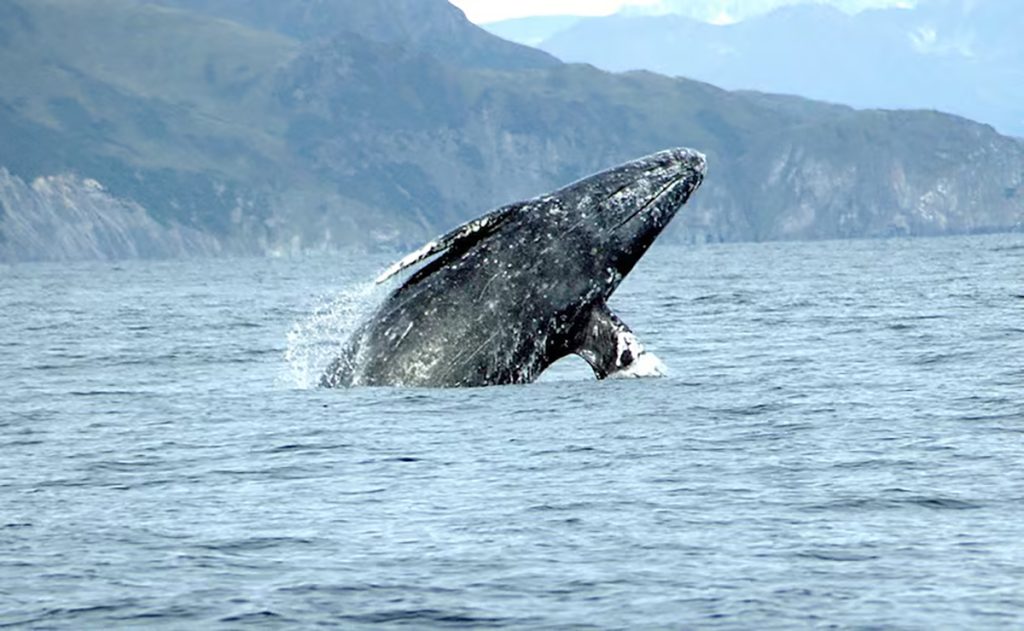 gray whale, rising deaths 2026, pacific coast, PNW, catastrophic mortality event, oregon, washington state, california, alaska, british columbia, NOAA, OSU, Siletz tribe