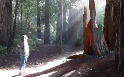 This Oregon ADA Trail Lets You Walk or Wheel Among Towering Redwood Trees