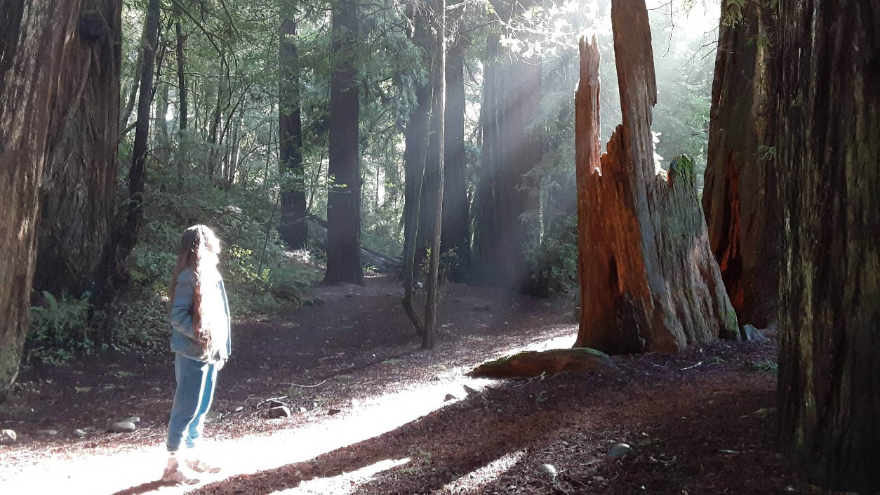 Screenshot 2026-04-22 094927-cover oregon redwoods trail, southern oregon coast, brookings, rogue river sisikou national forest, ada accessible hiking, sequoia trees, adventures, easy family hikes, day trips, forest bathing