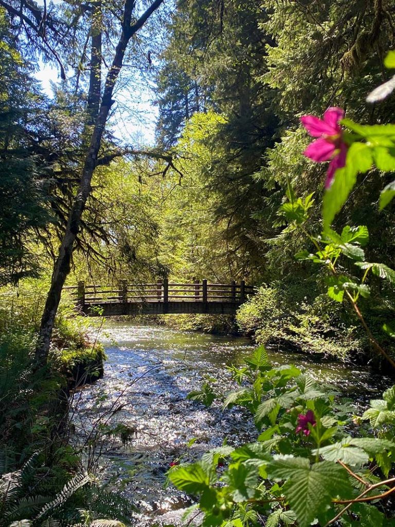 Beautiful outdoor landscape with trails, flowers, and towering trees at Silver Falls State Park.