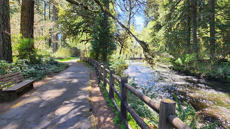 Peaceful hiking path through the forest at Silver Falls State Park during peak spring season.