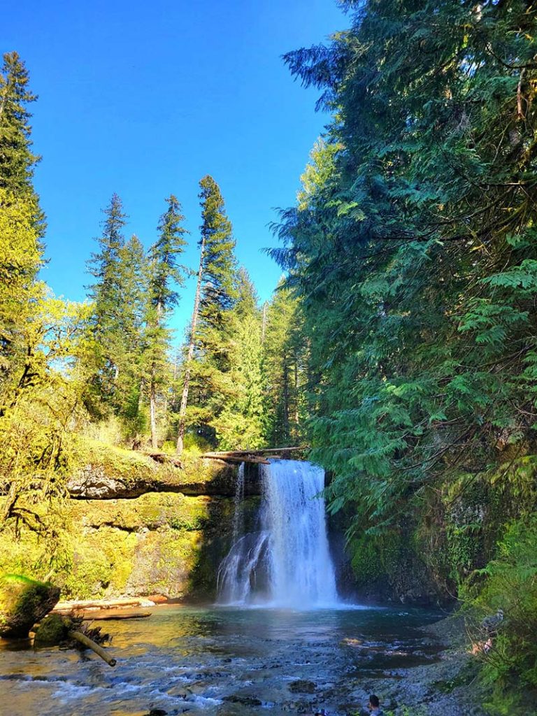 Majestic spring waterfall cascading through lush forest canyon at Silver Falls State Park in Oregon.