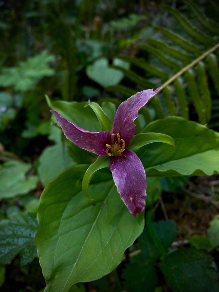 Bright spring flowers blooming near a scenic trail at Silver Falls State Park in Oregon.
